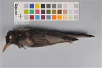 藏品(紅嘴黑鵯)的圖片